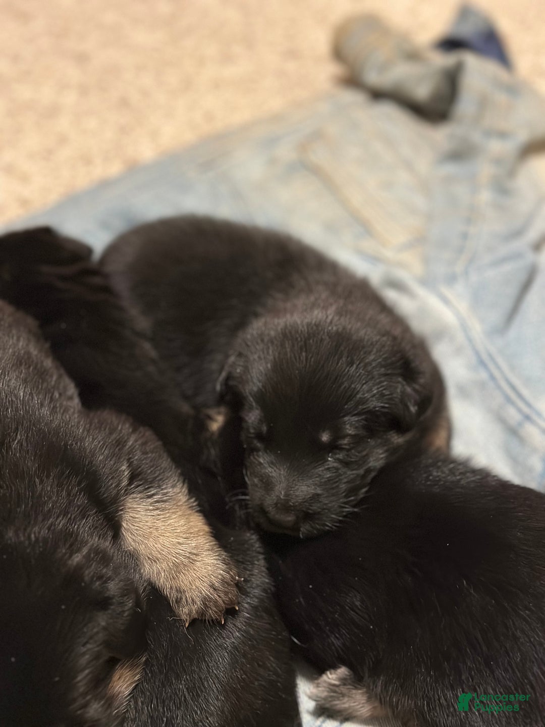 German Shepherd dogs for sale: River - Ad 10