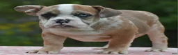 Mixed Breed dogs for sale: Willow mini bulldog hybrid  - Ad 9