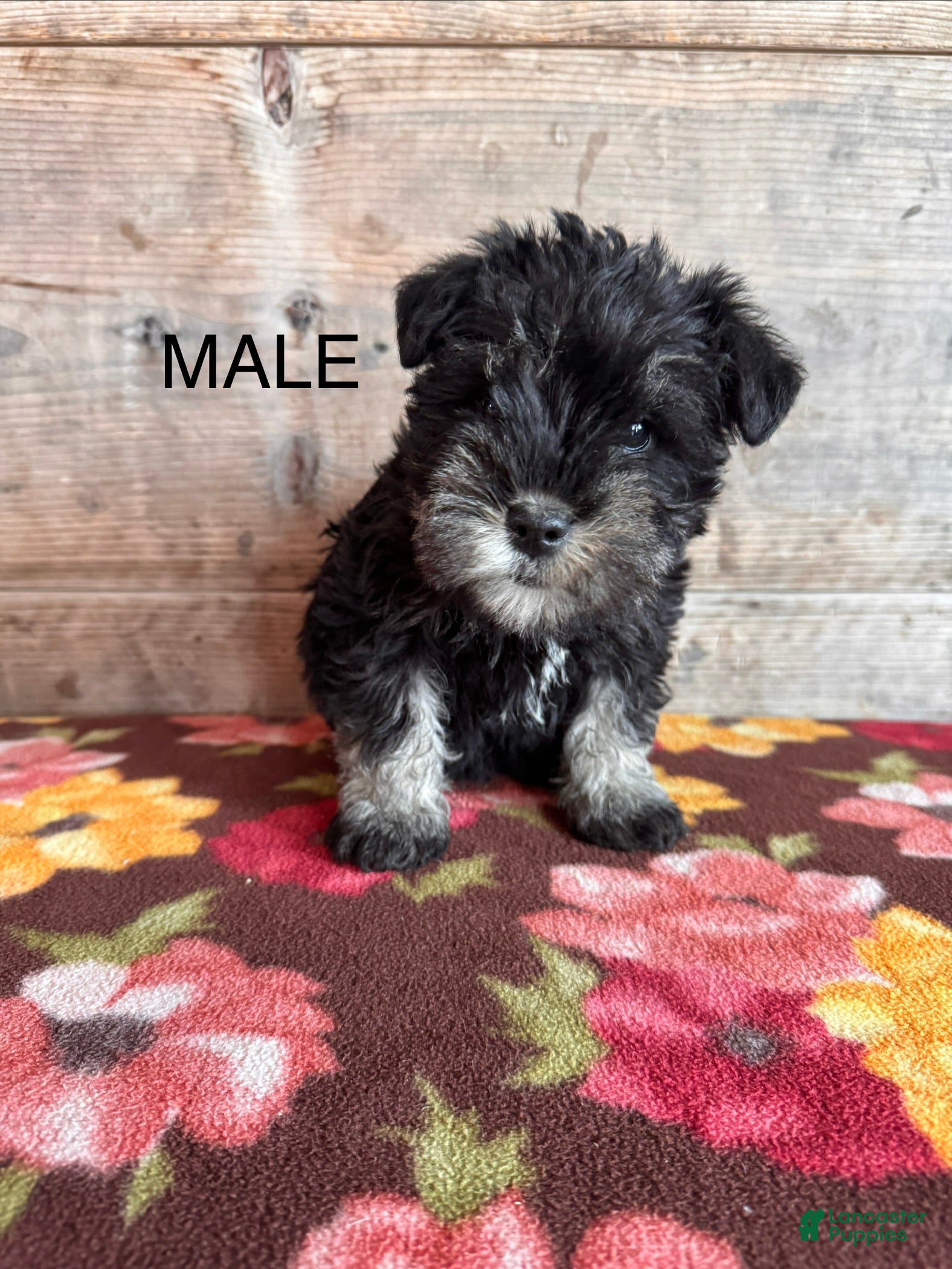 Miniature Schnauzer dogs Miniature Schnauzer Puppy 2 - Ad 41