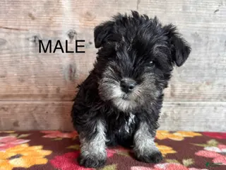 Miniature Schnauzer dogs Miniature Schnauzer Puppy 2 - Ad 41