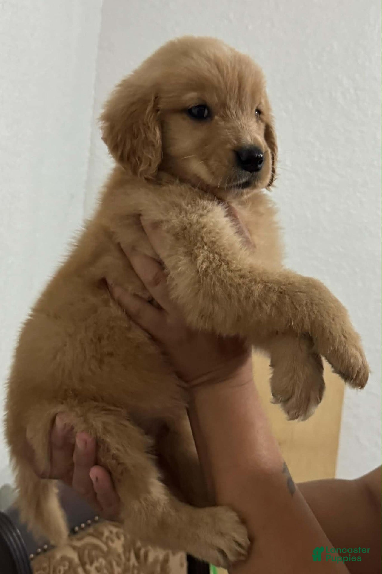 Golden Retriever dogs for sale: Golden Retriever 1 - Ad 1
