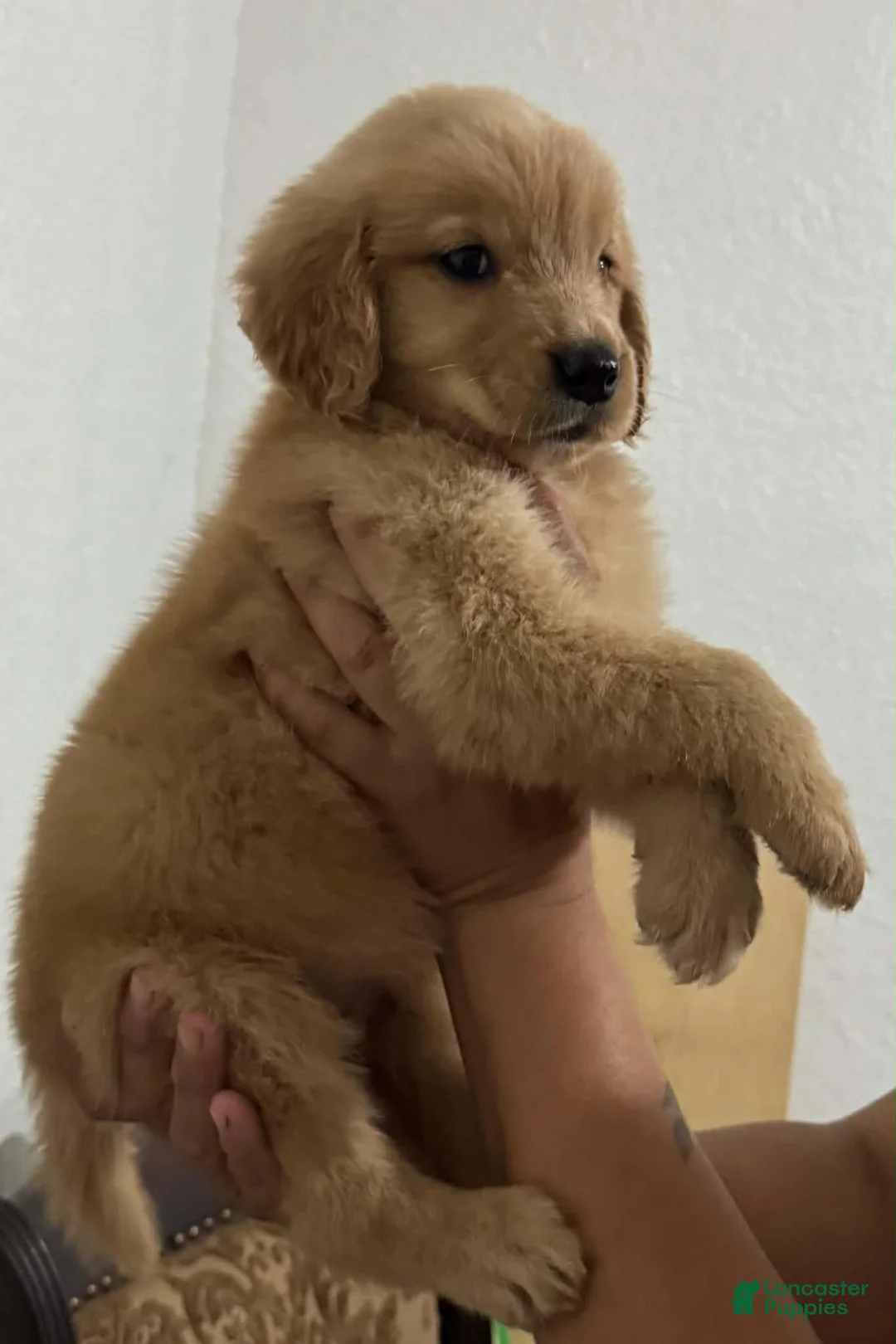 Golden Retriever dogs for sale: Golden Retriever 1 - Ad 1