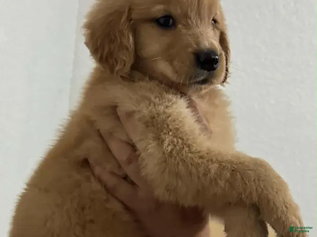 Golden Retriever dogs for sale: Golden Retriever 1 - Ad 1