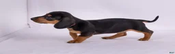 Miniature Dachshund dogs for sale: Patsy - Ad 4