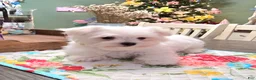Maltese dogs for sale: Cooper  - Ad 1