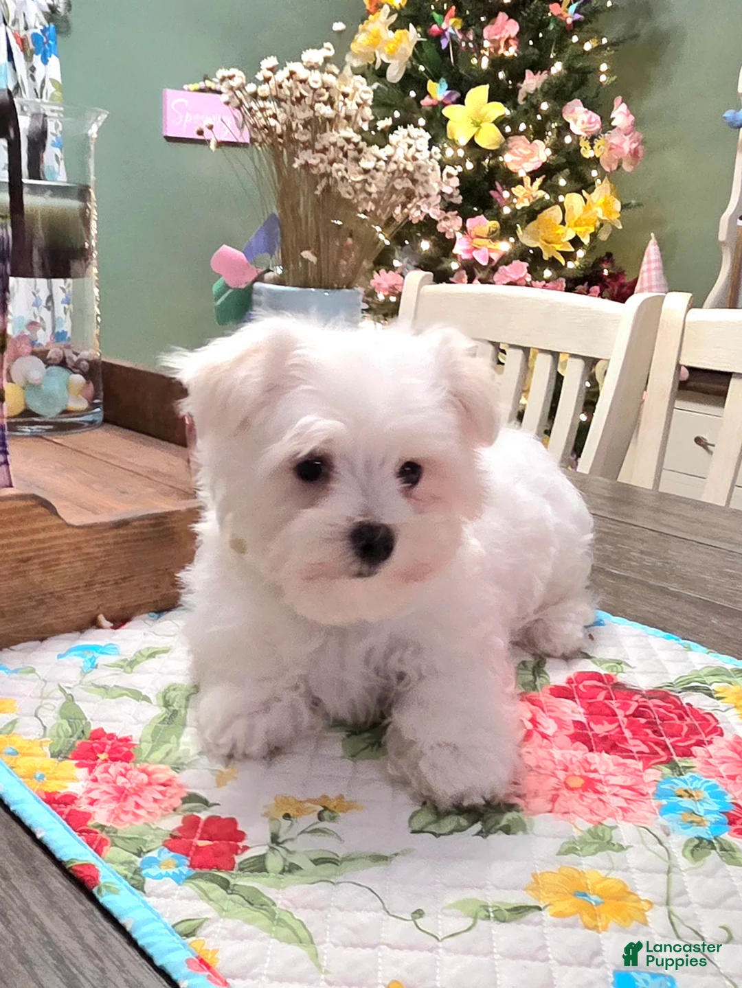 Maltese dogs for sale: Cooper  - Ad 1