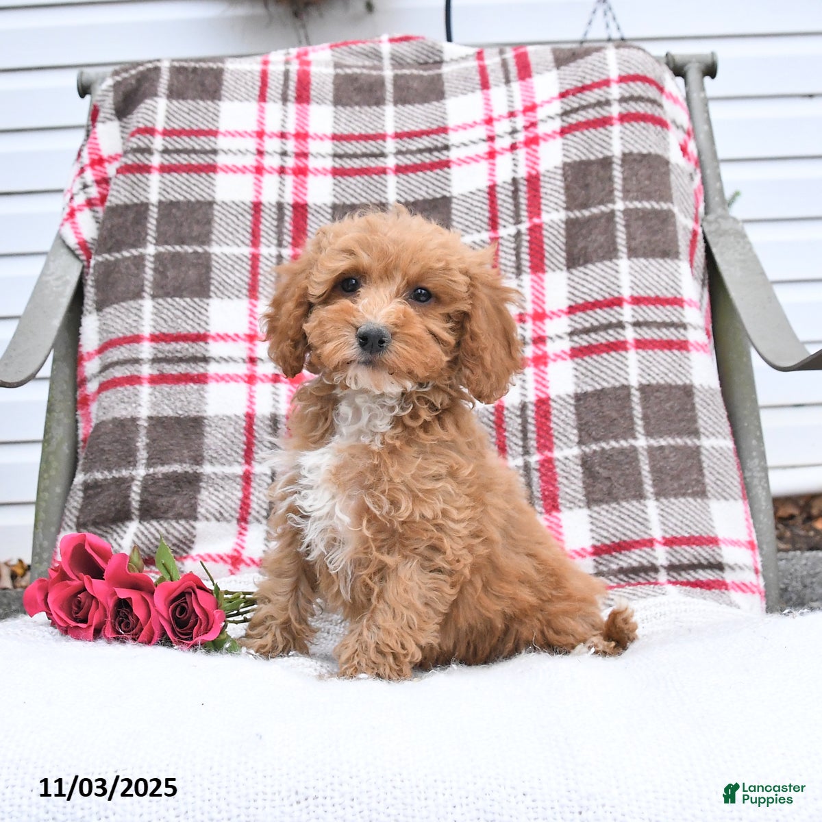 Cockapoo dogs Cindy - Ad 2