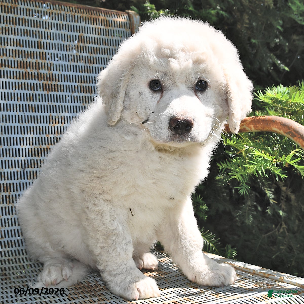 Great Pyrenees dogs Aspen - Ad 1