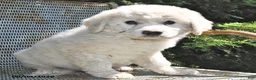 Great Pyrenees dogs for sale: Aspen - Ad 1