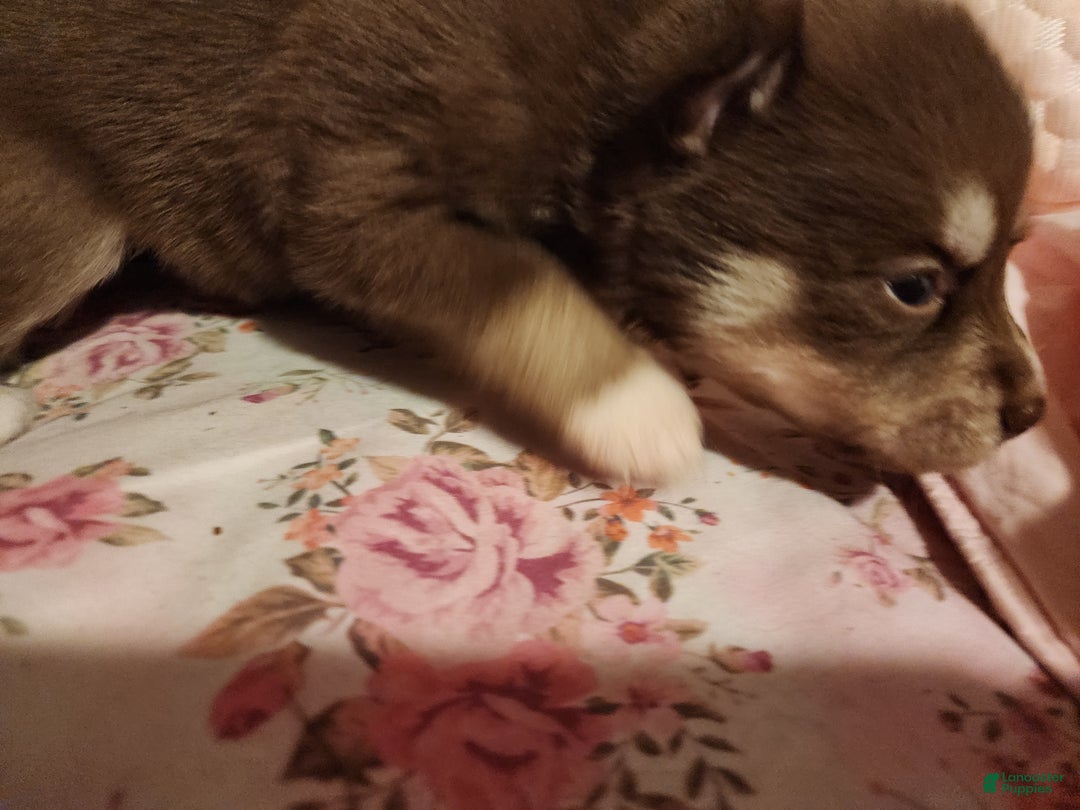 Pomsky dogs for sale: Yoshi - Ad 4