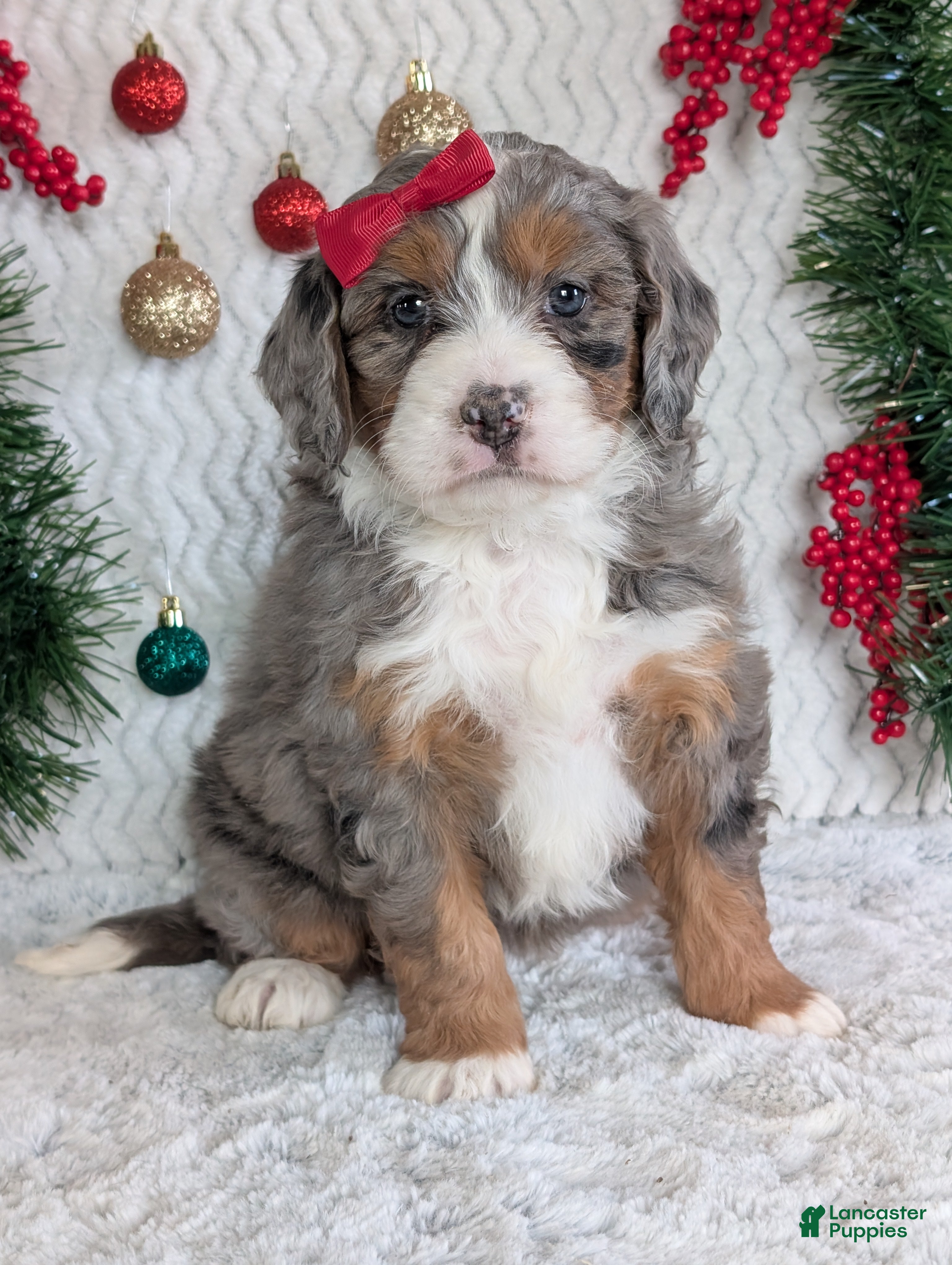 Mini Bernedoodle dogs Mini Darcy  - Ad 4