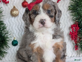 Mini Bernedoodle dogs Mini Darcy - Ad 4