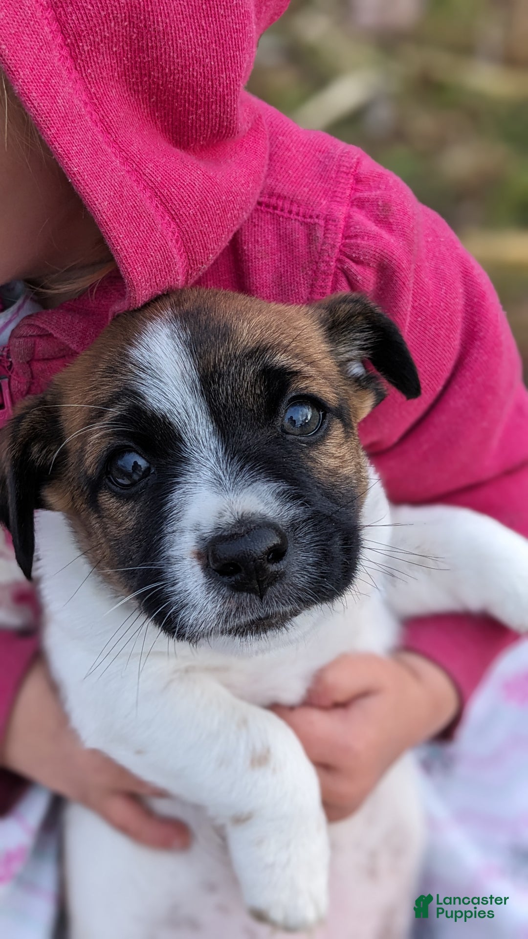 Jack Russell Terrier dogs for sale: Snickers - Ad 2