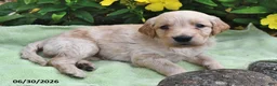 Goldendoodle dogs for sale: Elvis - Ad 3
