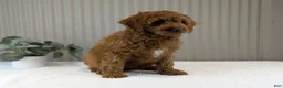 Cavapoo dogs for sale: Zack  - Ad 11