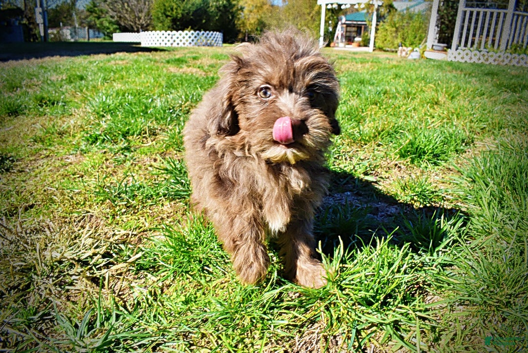 Havapoo dogs for sale: Gracie - Black Friday Sale - Ad 9