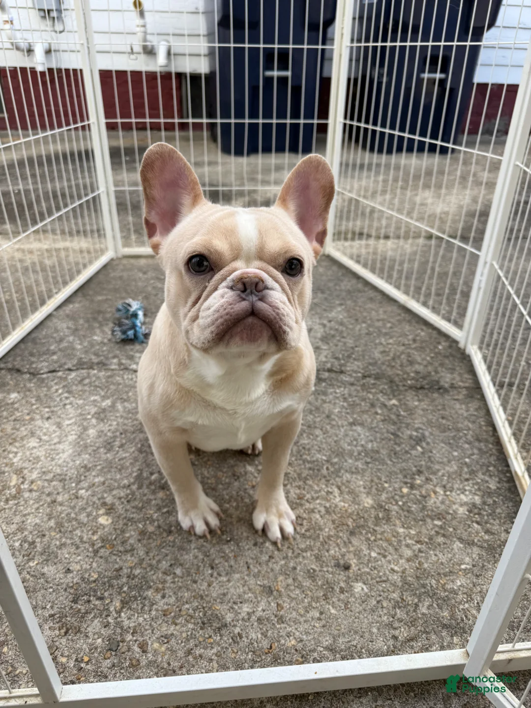 French Bulldog dogs for sale: Tropical  - Ad 1