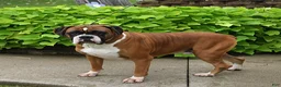 Mixed Breed dogs for sale: Bingo - Ad 7