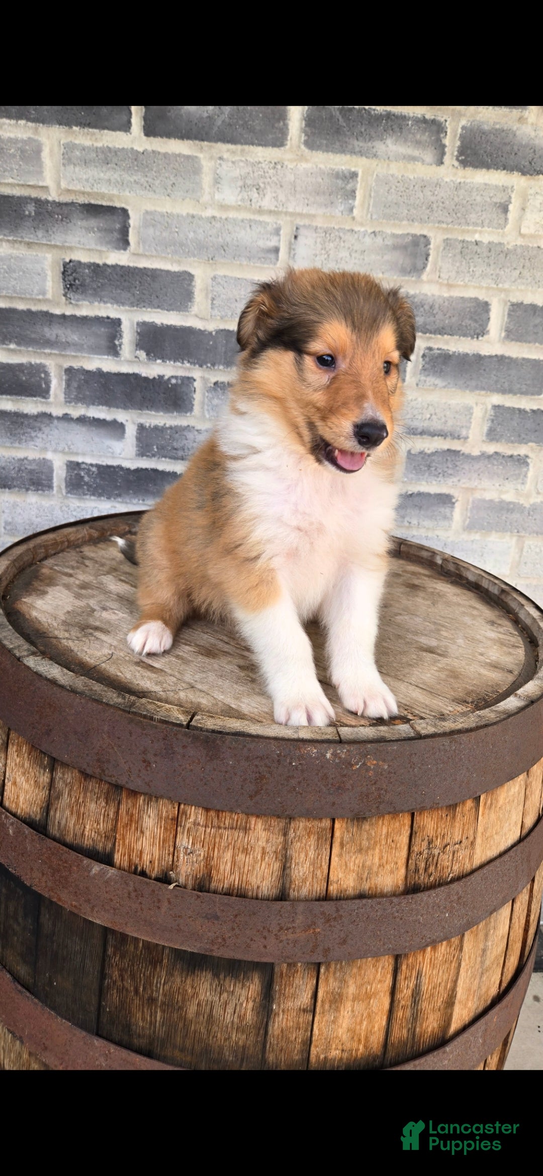 Collie dogs Collie Puppy 3 - Ad 2