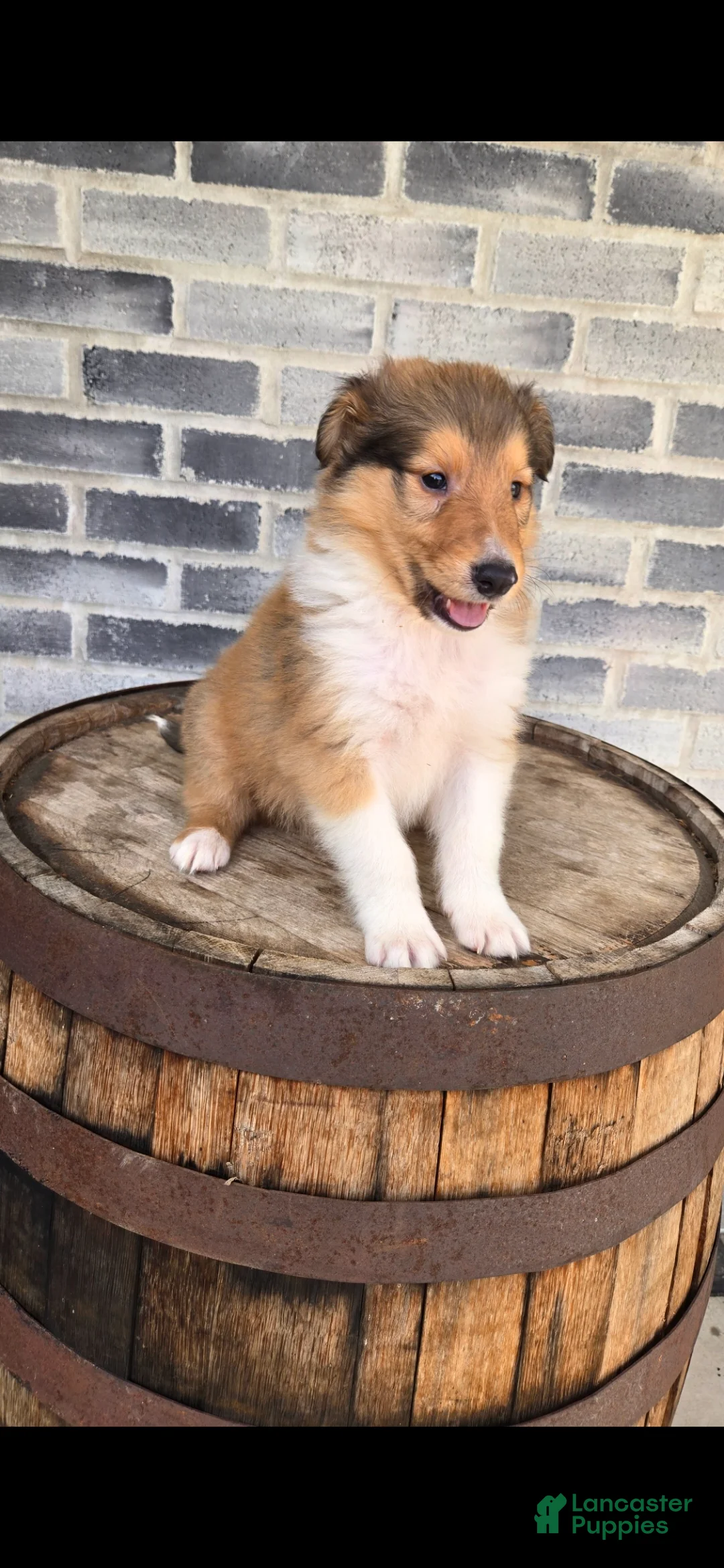Collie dogs for sale: Collie Puppy 3 - Ad 1