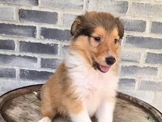 Collie dogs Collie Puppy 3 - Ad 1