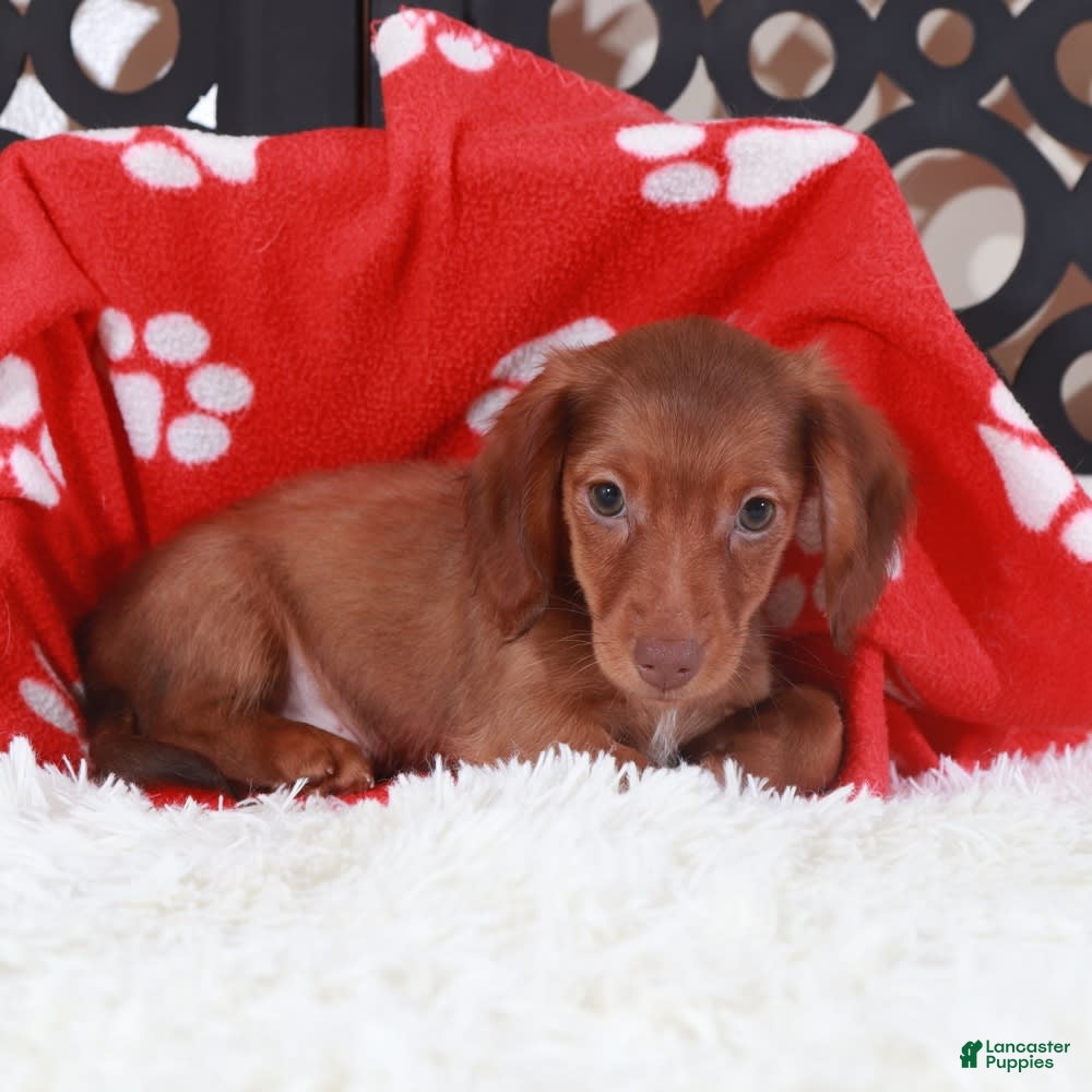 Dachshund dogs Copper - Ad 28