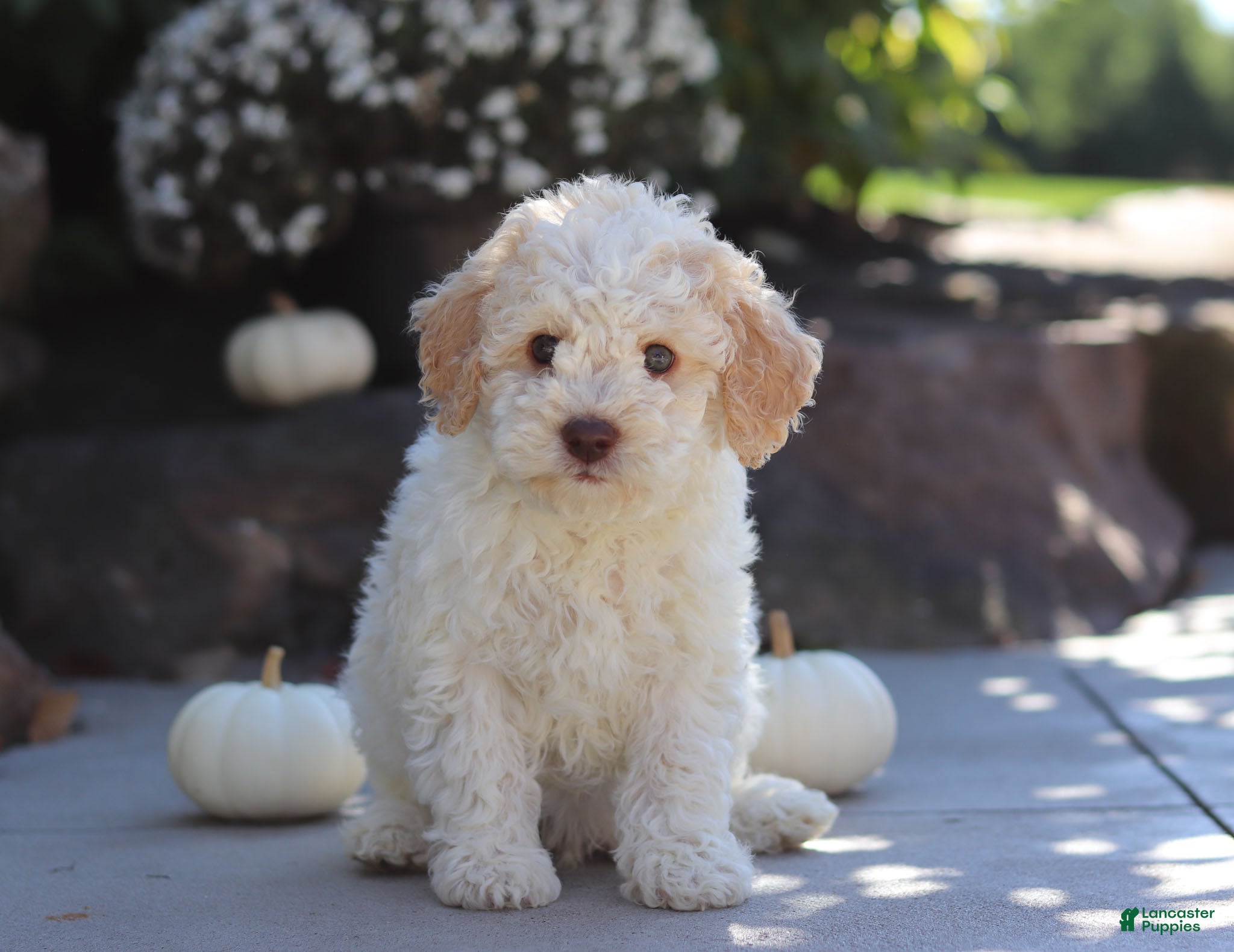 Lagotto Romagnolo dogs Cruz - Ad 7