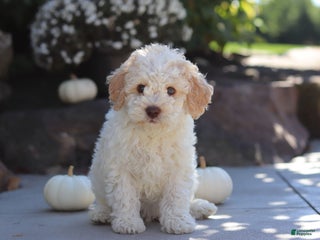 Lagotto Romagnolo dogs Cruz - Ad 1