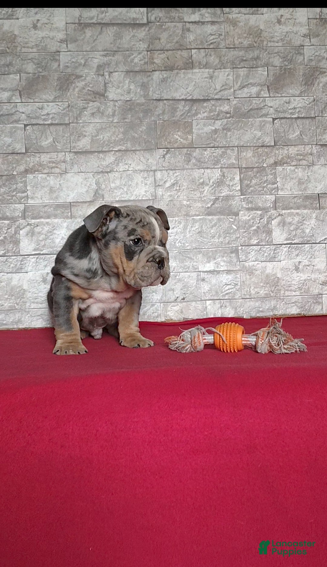 English Bulldog dogs for sale: Romeo - Ad 2