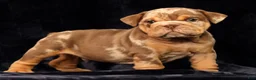 English Bulldog dogs for sale: Scarlett - Ad 5
