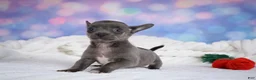 Chihuahua dogs for sale: Rex - Ad 6