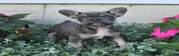 French Bulldog dogs for sale: Fergus - Ad 2
