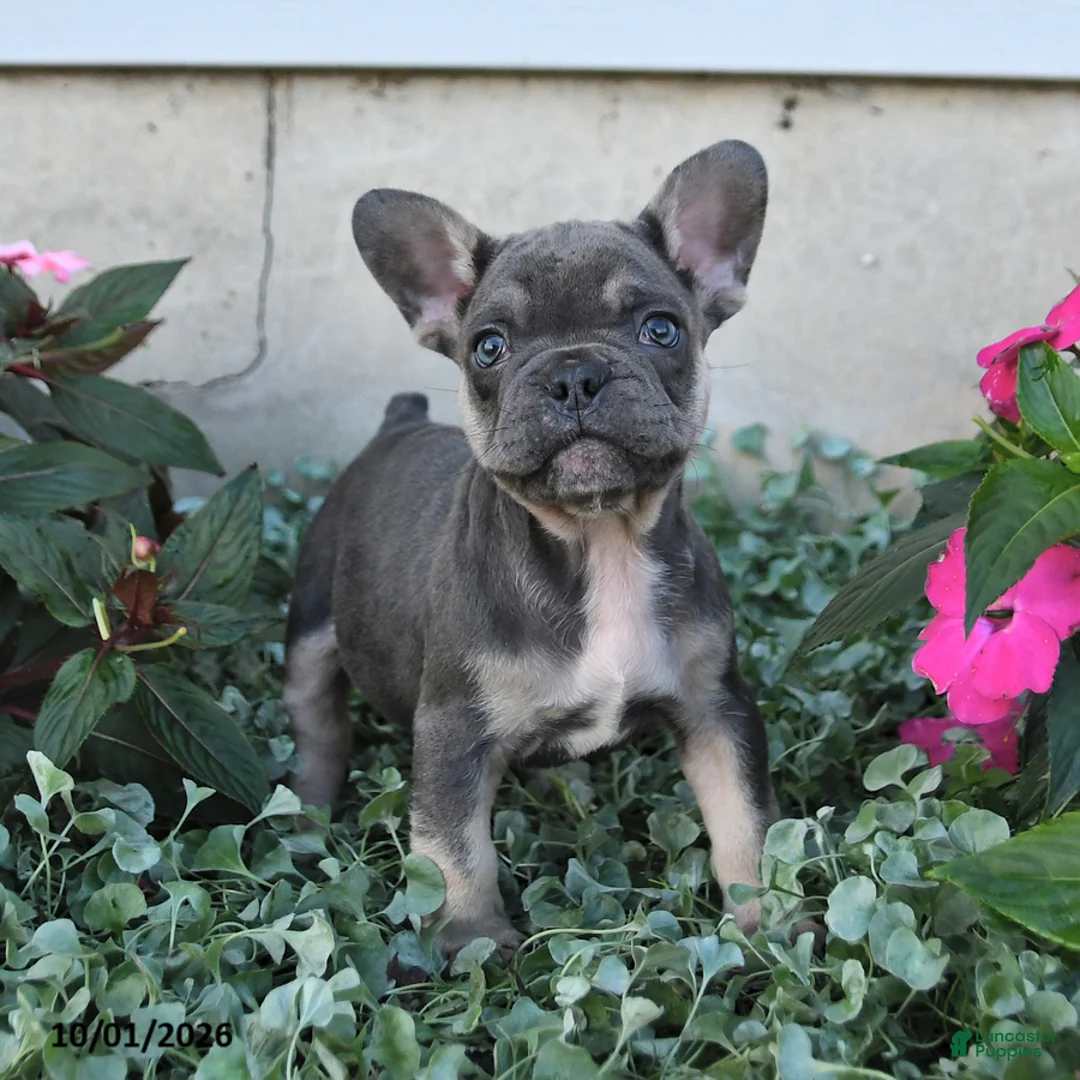 French Bulldog dogs for sale: Fergus - Ad 2