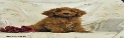 Mini Goldendoodle dogs for sale: Morgan - Ad 3