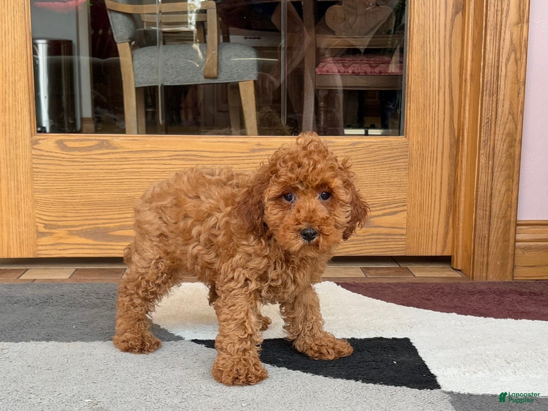 Cockapoo dogs for sale: Curtis - Ad 12