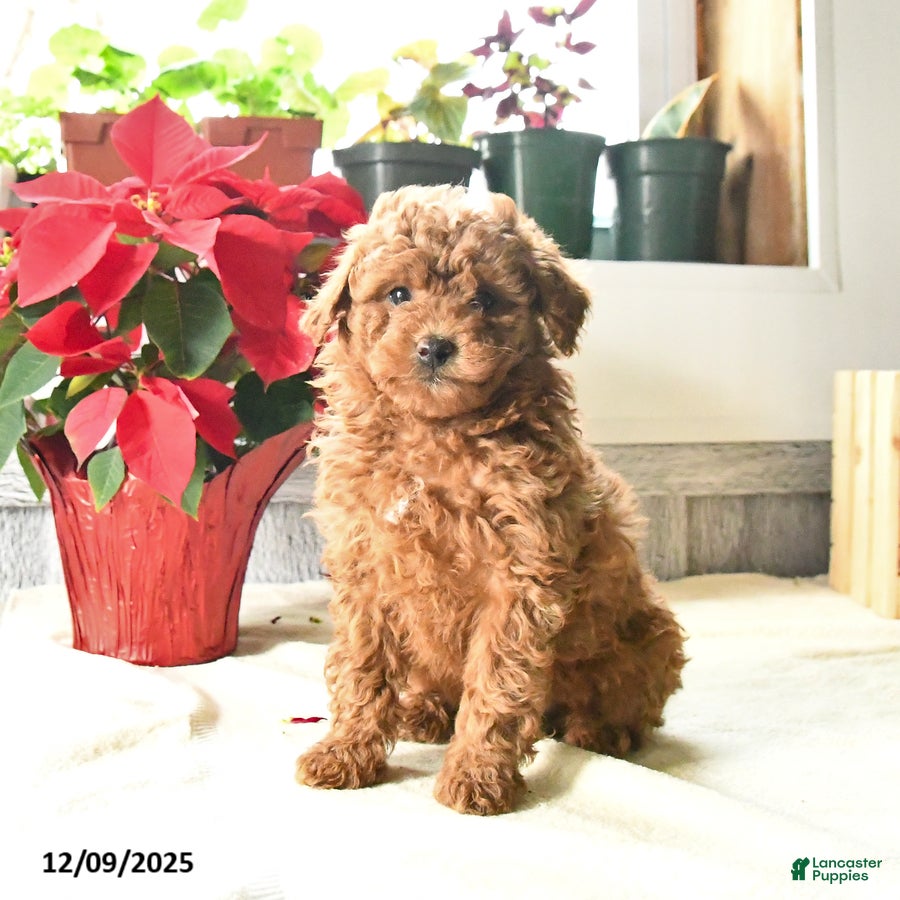 Toy Poodle dogs Teddy - Ad 5