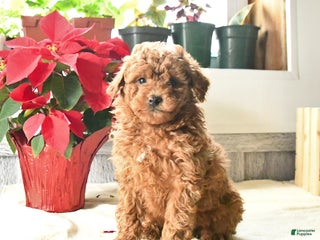 Toy Poodle dogs for sale: Teddy - Ad 2