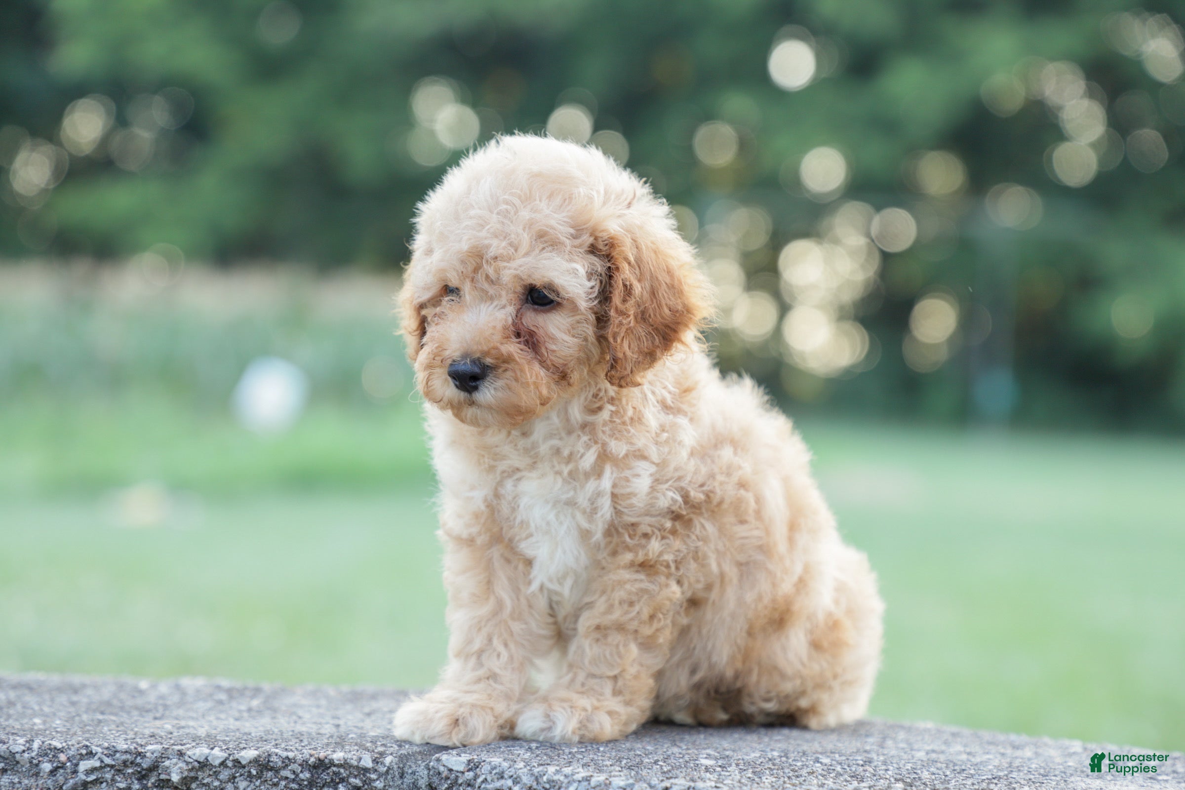 Miniature Poodle dogs Cruiser - Ad 2