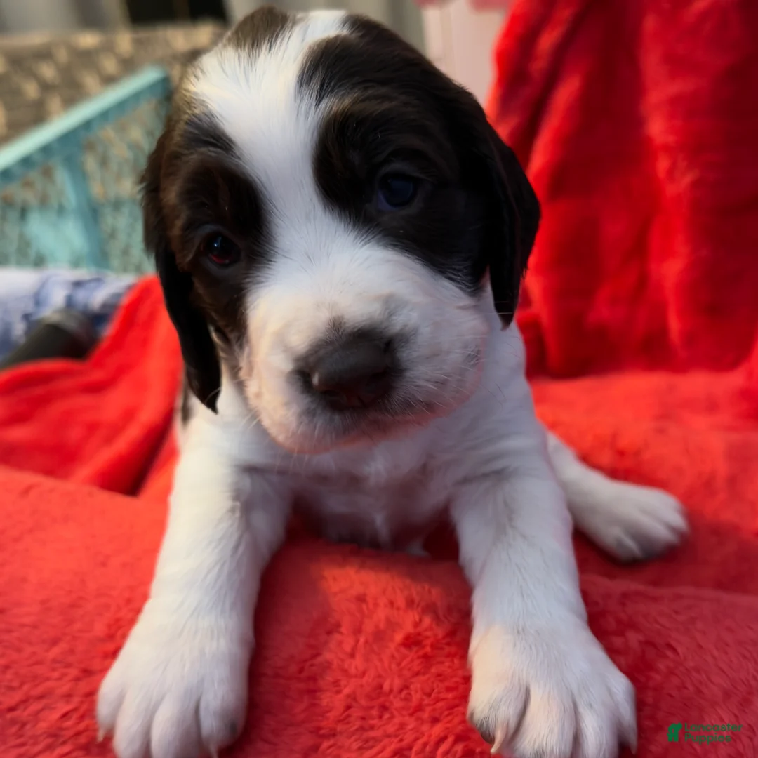 English Springer Spaniel dogs for sale: English Springer Spaniel Puppy 1 - Ad 5
