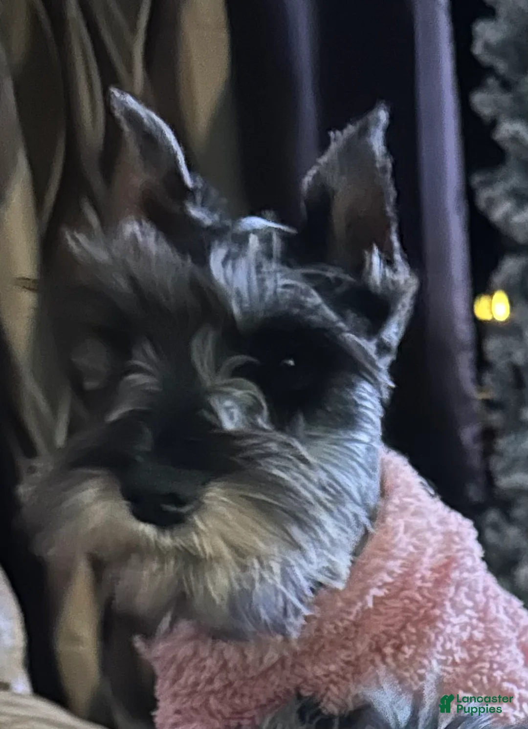 Miniature Schnauzer dogs for sale: Journey - Ad 5