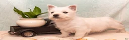 West Highland Terrier dogs for sale: Surfer - Ad 3