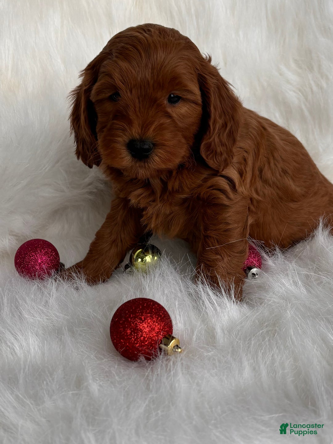 Mixed Breed dogs for sale: Mini Nick - Ad 2