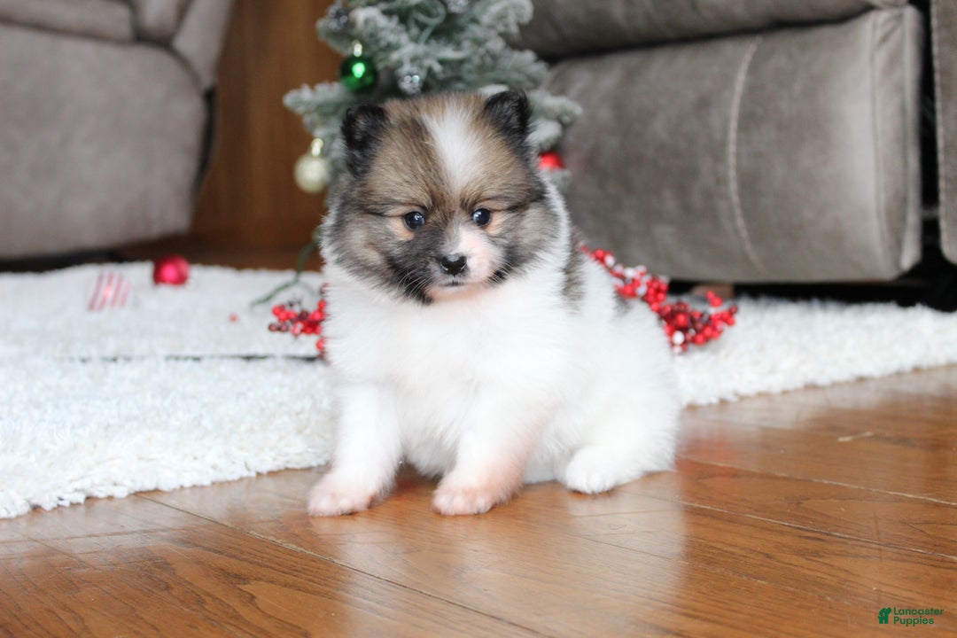 Pomeranian dogs for sale: Ethan - Ad 2