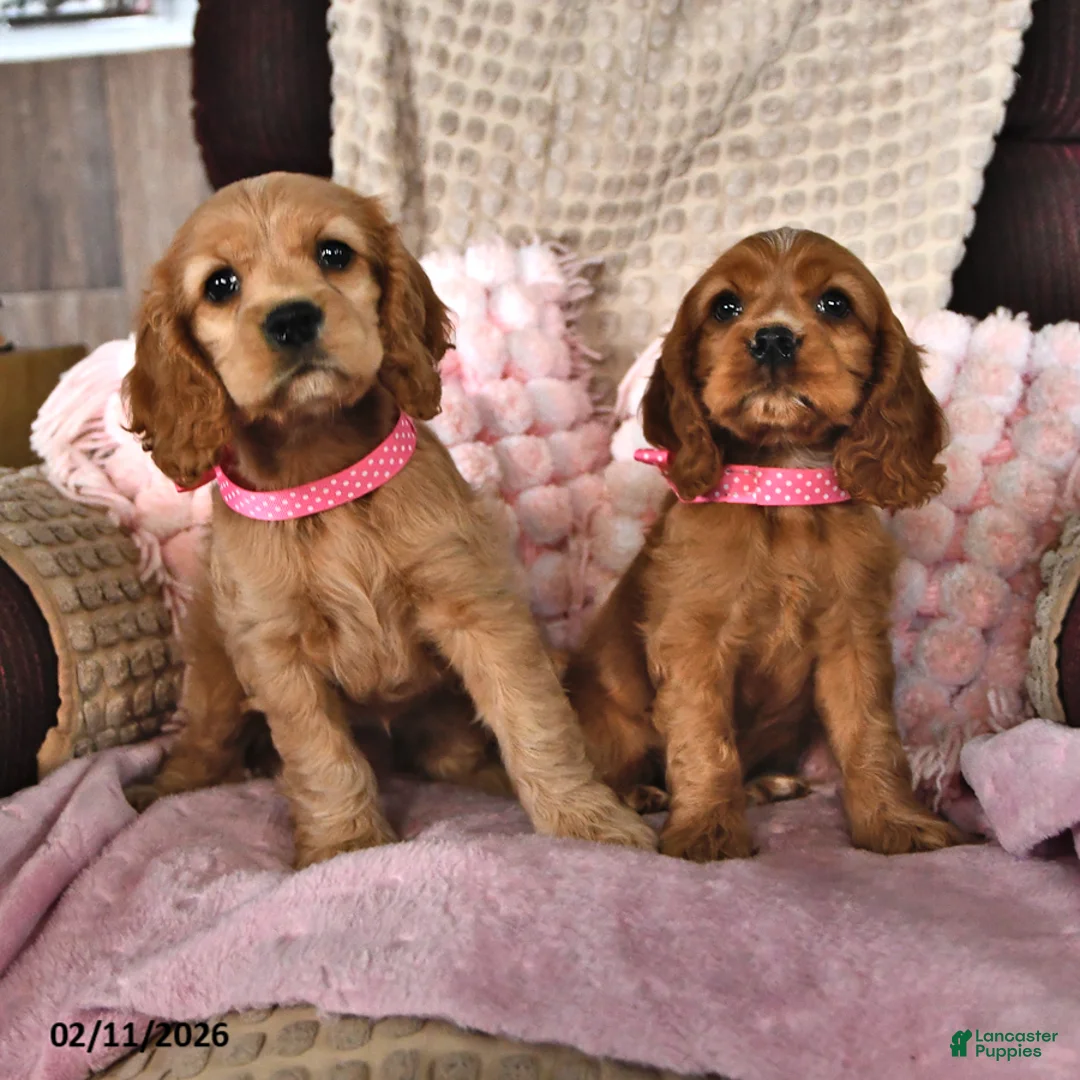 English Cocker Spaniel dogs for sale: SaraLyn - Ad 5