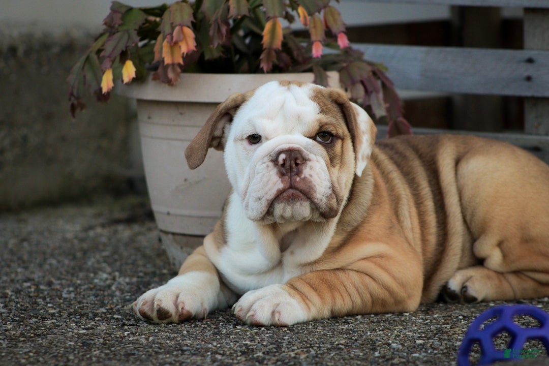 English Bulldog dogs Tammy English Bulldog  - Ad 1