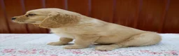 Miniature Golden Retriever dogs for sale: Grady - Ad 6