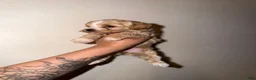 Havapoo dogs for sale: Daisy - Ad 2