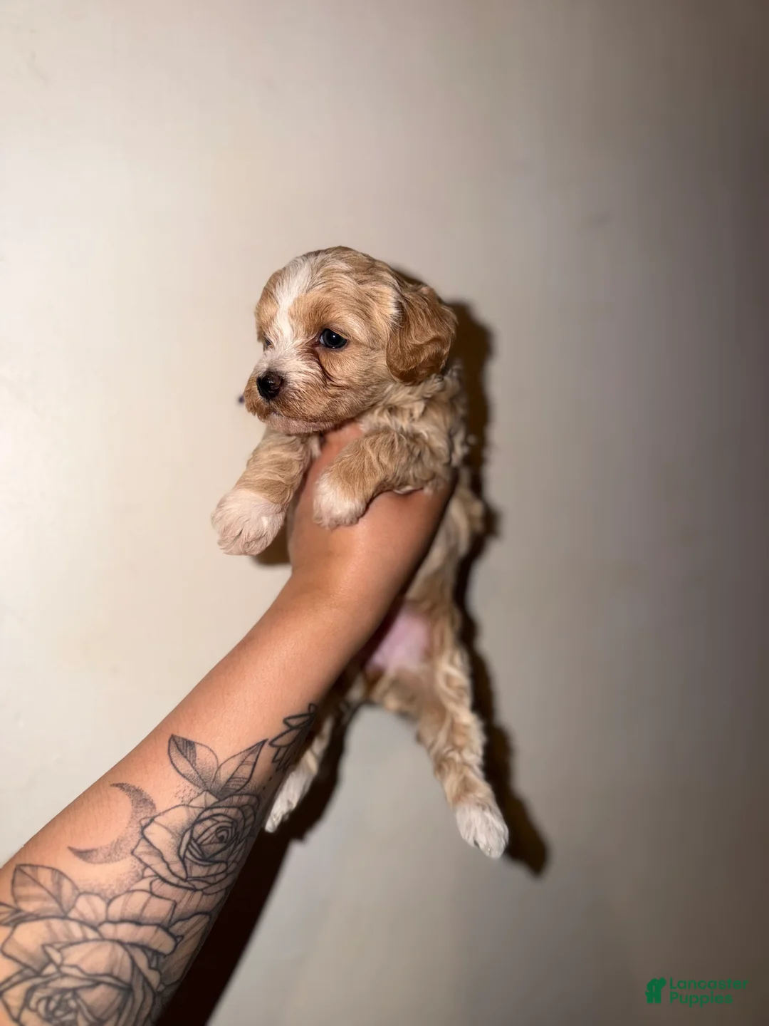 Havapoo dogs for sale: Daisy - Ad 2