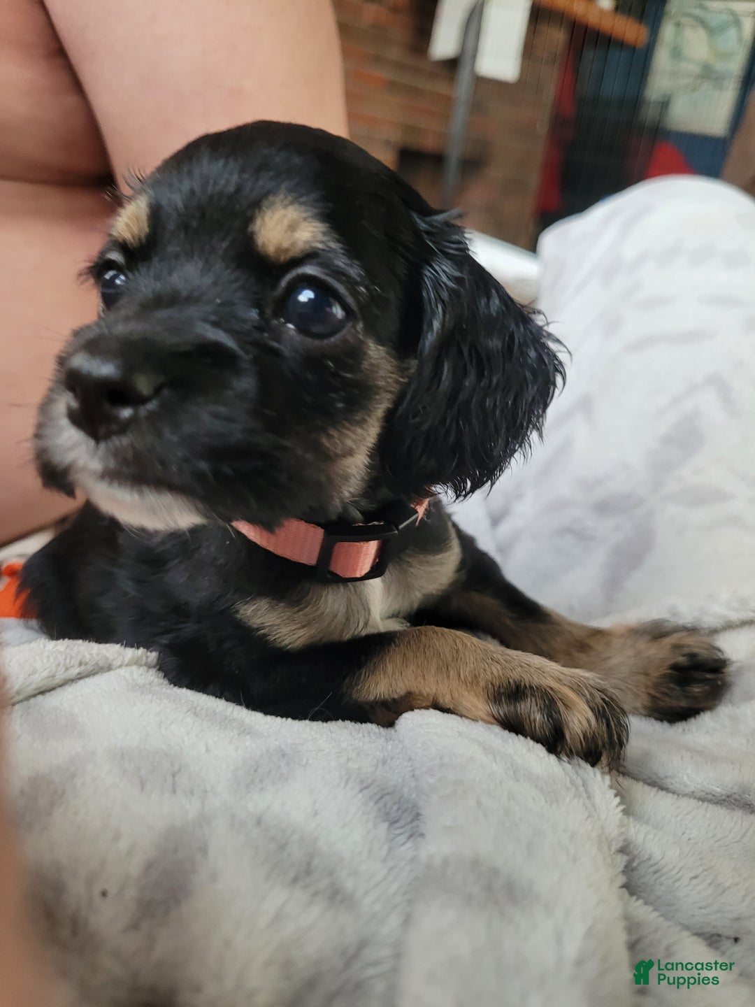 Cocker Spaniel dogs for sale: Pink collar Girl  - Ad 3