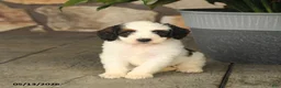 Double Doodle dogs for sale: Mocha - Ad 4